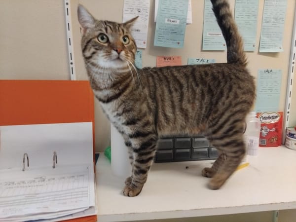 Shakespeare PAB28678