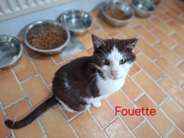 Fouette