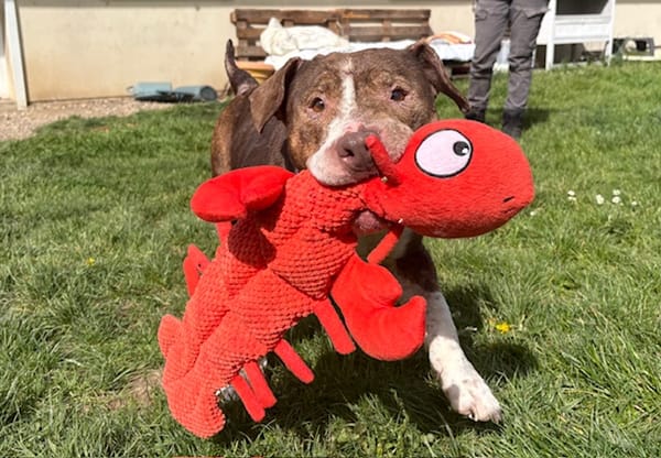 ANA PAA24184 ex NALA