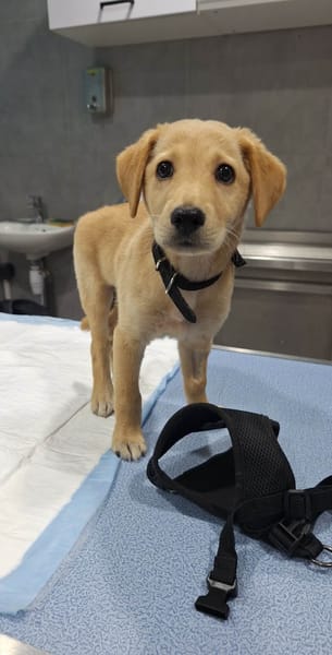 Sirena, petite puce pleine d'espoir