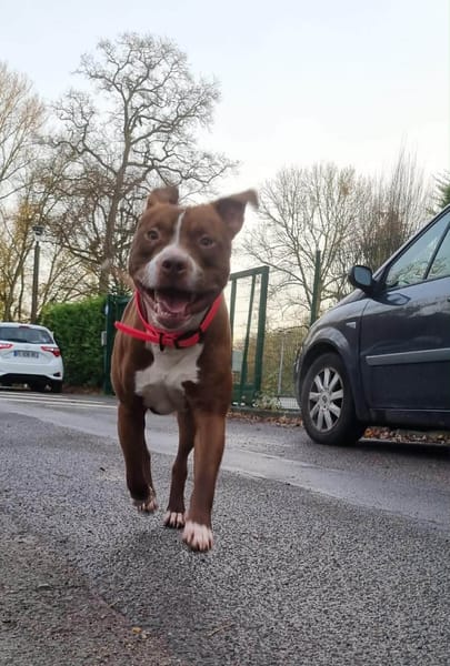 TATUM est un chien génial
