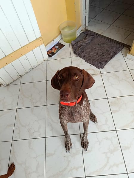 Kiara,la belle x Setter