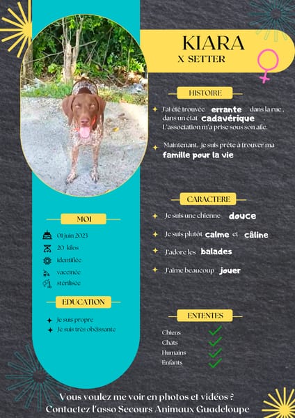 Kiara,la belle x Setter