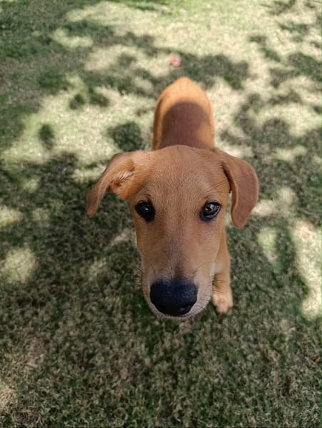 Loki, un  vrai compagnon