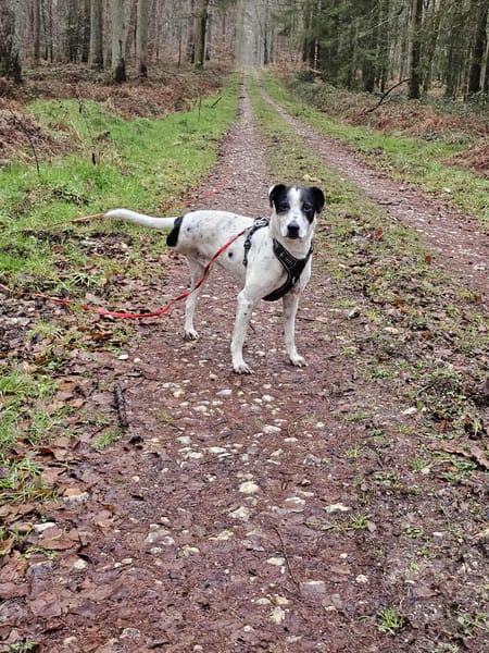 Vador l'adorable petit guerrier tripatte