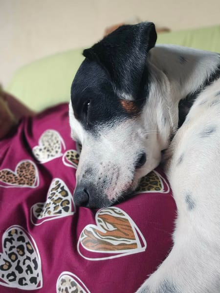 Vador l'adorable petit guerrier tripatte