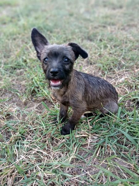 ✨️ NEELA ✨️ 🐶