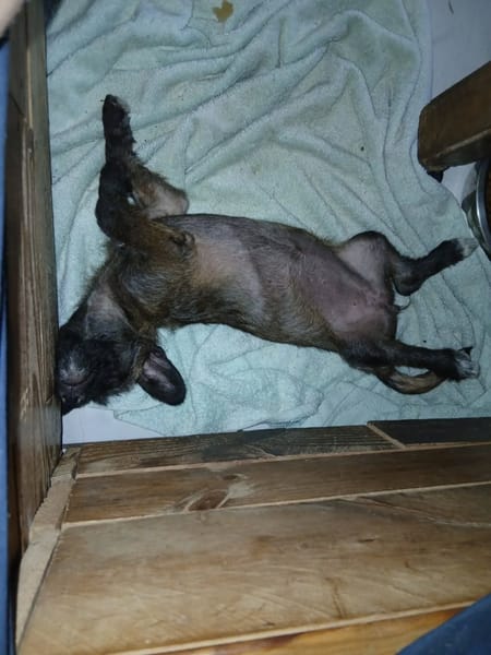 ✨️ NEELA ✨️ 🐶