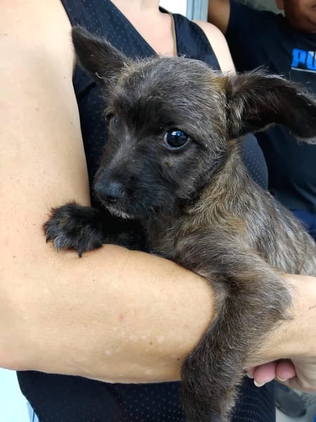 ✨️ NEELA ✨️ 🐶