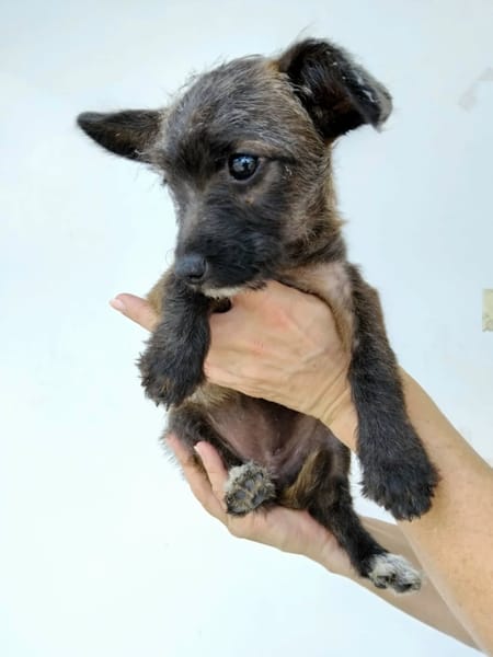 ✨️ NEELA ✨️ 🐶