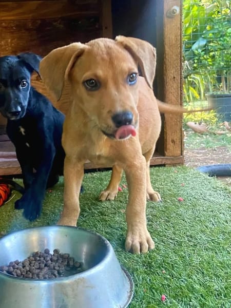 ✨️ PACO ✨️ 🐶