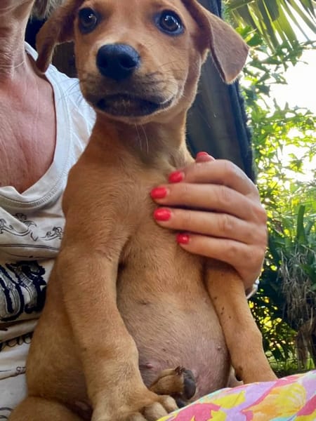 ✨️ PACO ✨️ 🐶