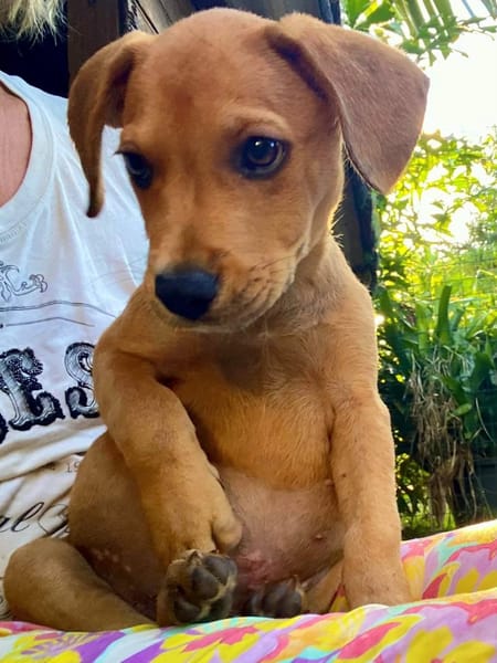 ✨️ PACO ✨️ 🐶