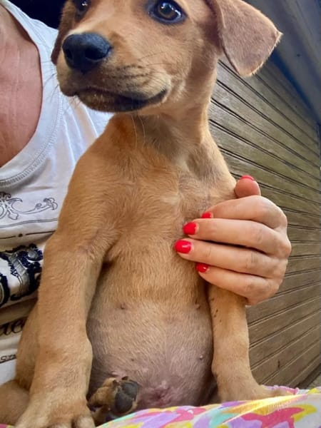 ✨️ PACO ✨️ 🐶