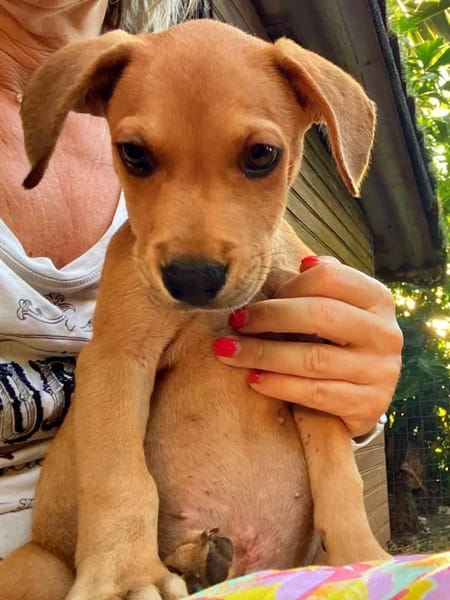 ✨️ PACO ✨️ 🐶