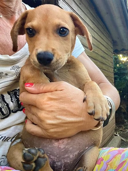 ✨️ PACO ✨️ 🐶