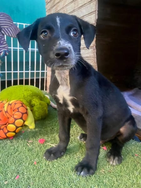 ✨️ SUSHI ✨️ 🐶