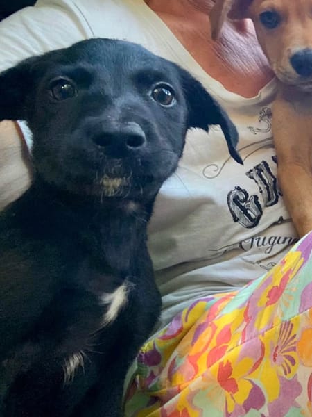 ✨️ MAKI ✨️ 🐶