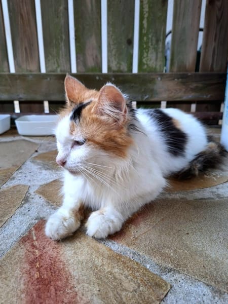 ✨️ PÉNÉLOPE ✨️ 🐱