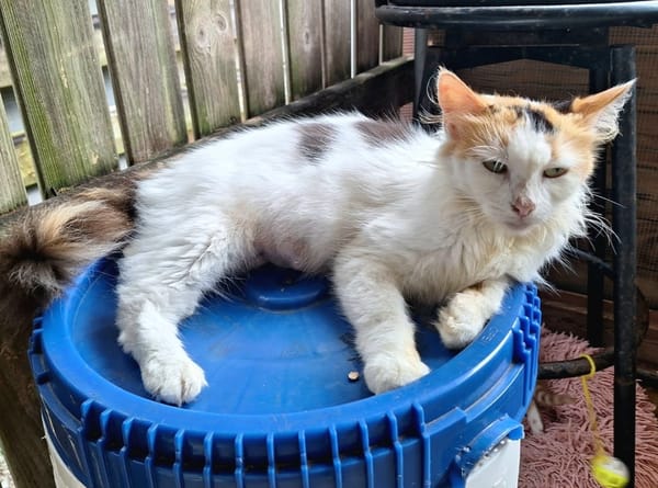 ✨️ PÉNÉLOPE ✨️ 🐱