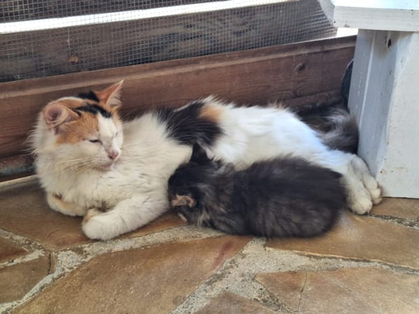 ✨️ PÉNÉLOPE ✨️ 🐱