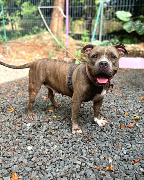 ✨️ ALMA ✨️ 🐶