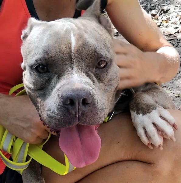 ✨️ ALMA ✨️ 🐶