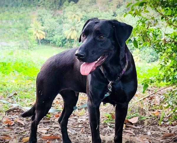 ✨️ TAORMINE ✨️ 🐶