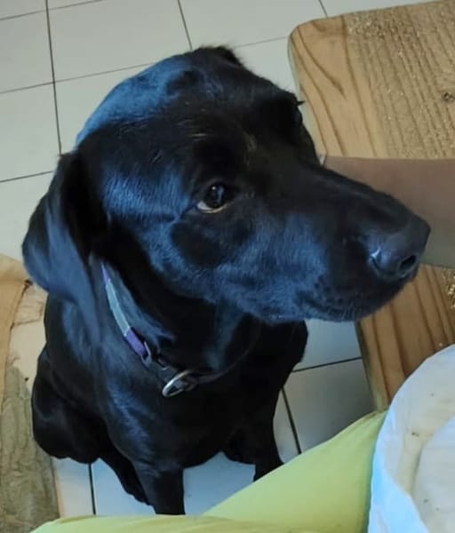 ✨️ TAORMINE ✨️ 🐶