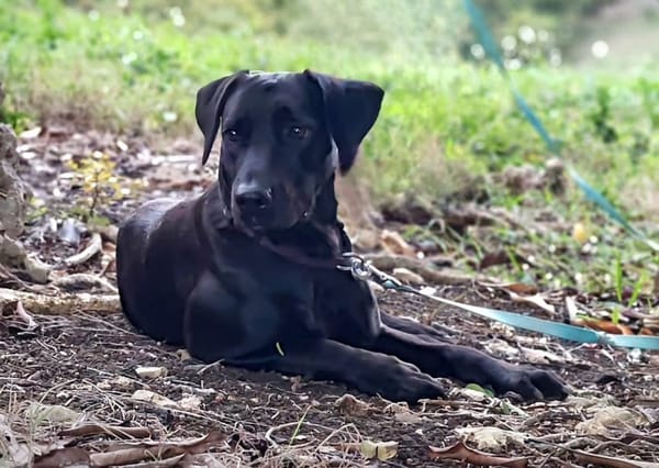 ✨️ TAORMINE ✨️ 🐶