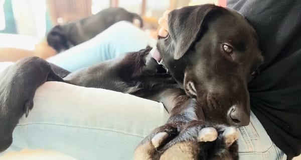 ✨️ TAORMINE ✨️ 🐶