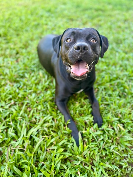 Tito, mâle croisé berger, né le 10/02/2022 🐶