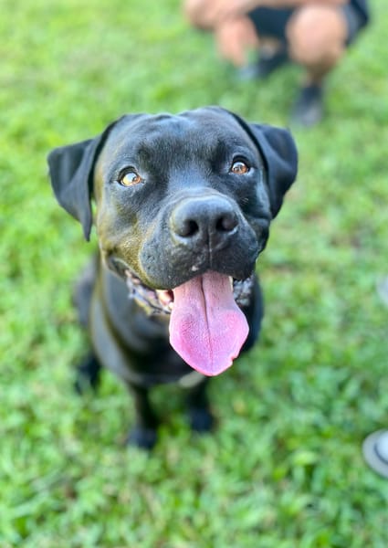 Tito, mâle croisé berger, né le 10/02/2022 🐶