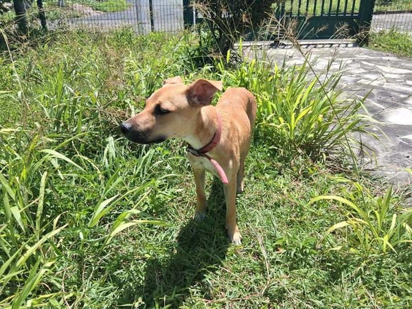 Spark, Mâle, X Berger, né le 20/09/2025🐶