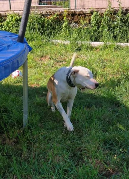 Romy, femelle, X Berger, née le 02/10/2022