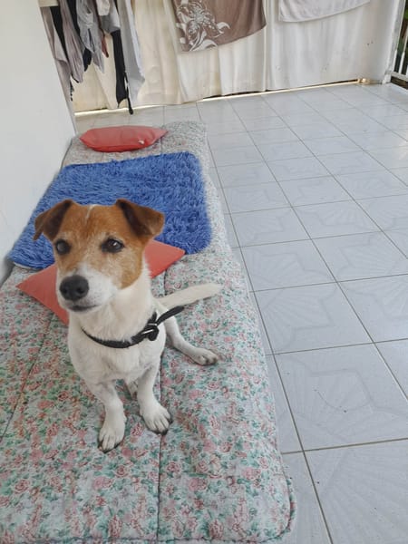 RUDY la boule d'énergie