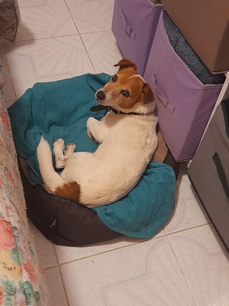 RUDY la boule d'énergie