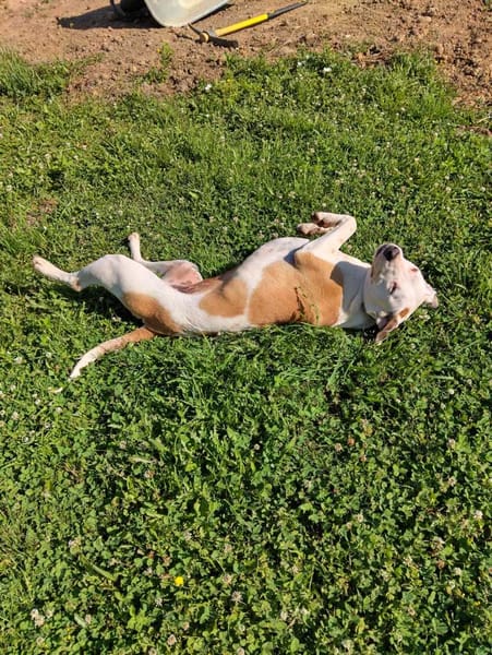 Romy, femelle, X Berger, née le 02/10/2022