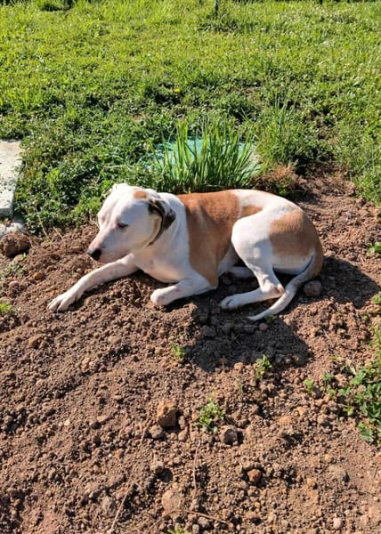 Romy, femelle, X Berger, née le 02/10/2022