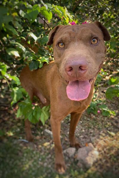 Pollux, mâle croisé Shar Pei, né le 03/06/2024 🐶