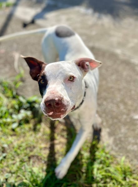 Neo, Mâle, X Berger, né le 01/01/2025 🐶