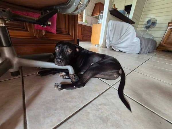 Naya, Femelle, X Berger, née le 18/08/2025 🐶