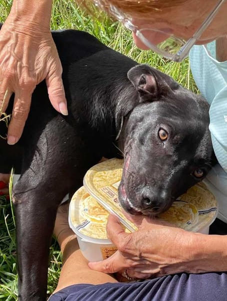 Naya, Femelle, X Berger, née le 18/08/2025 🐶