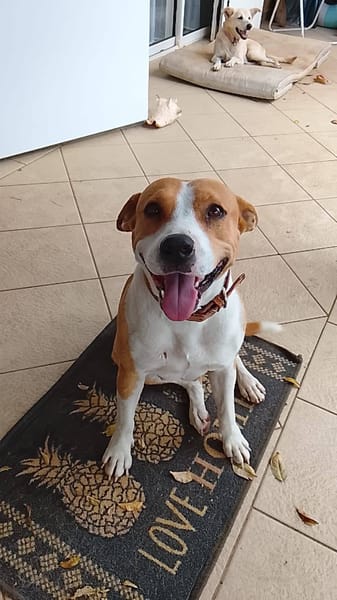 Lizzie, Femelle, X Berger, née le 14/04/2024