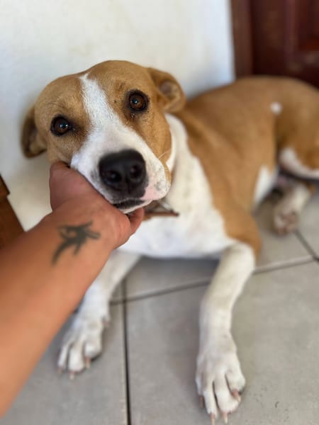 Lizzie, Femelle, X Berger, née le 14/04/2024