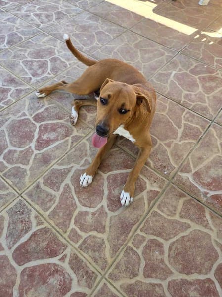 Frisky, Mâle, X Berger, né le 01/04/2025 🐶