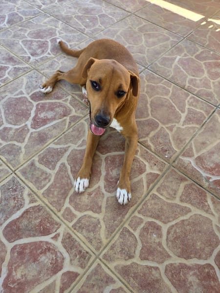 Frisky, Mâle, X Berger, né le 01/04/2025 🐶