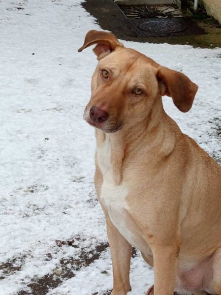 Fifi, mâle croisé berger, né le 15/06/2022 🐶