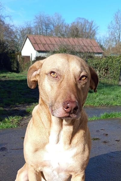 Fifi, mâle croisé berger, né le 15/06/2022 🐶