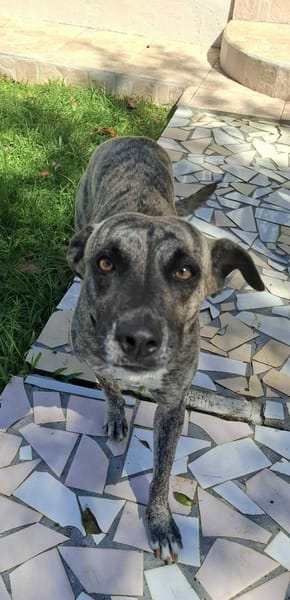Donna, femelle, croisée berger, née le 10/09/2023